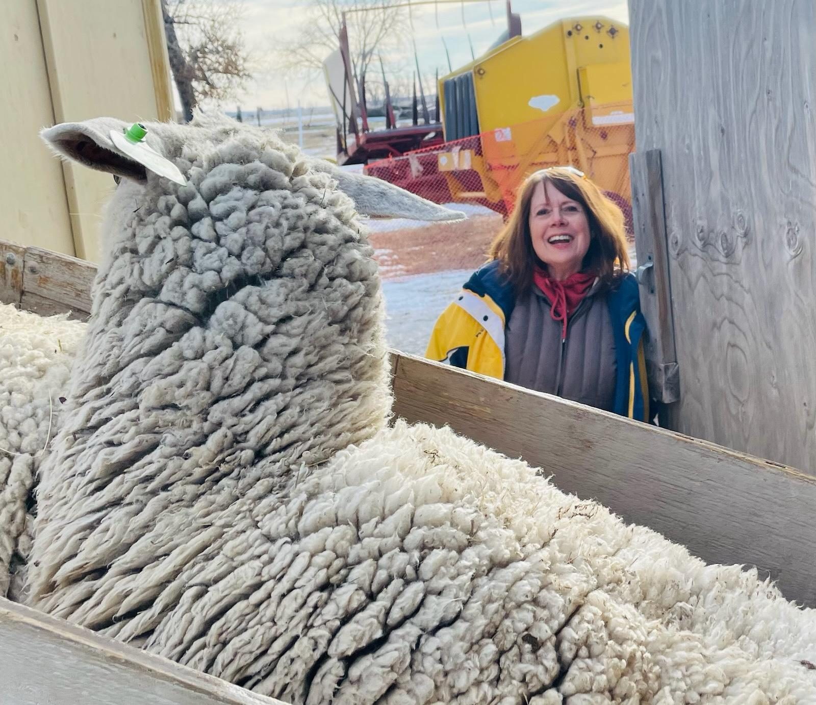 Carol Remington holding raw fleece on her Montana farm